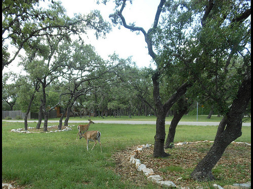deer