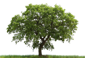 loan-oak-tree